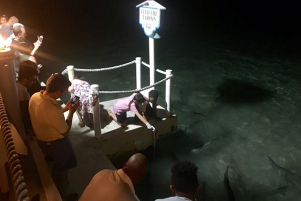 Experience The Unusual Tarpon Feeding in the Cayman Islands