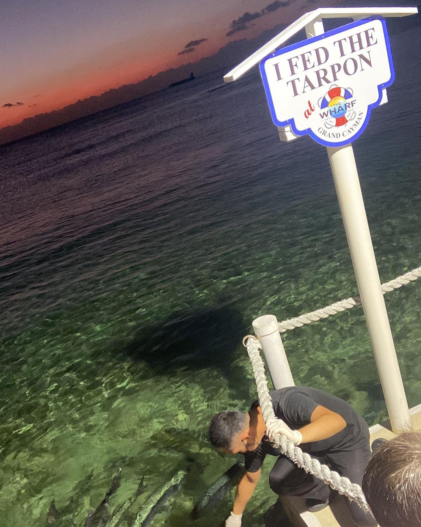 Tarpon Feeding