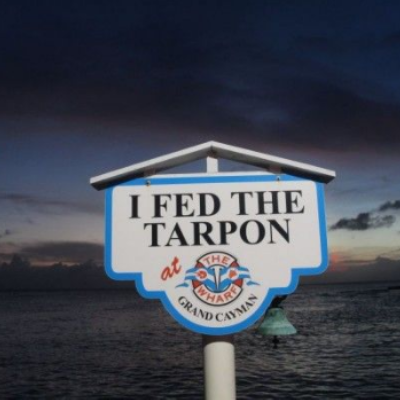 Tarpon Feeding