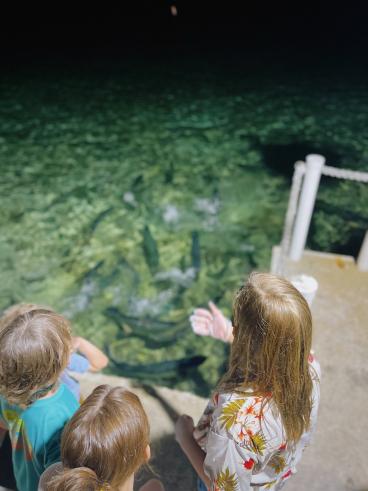 tarpon feeding