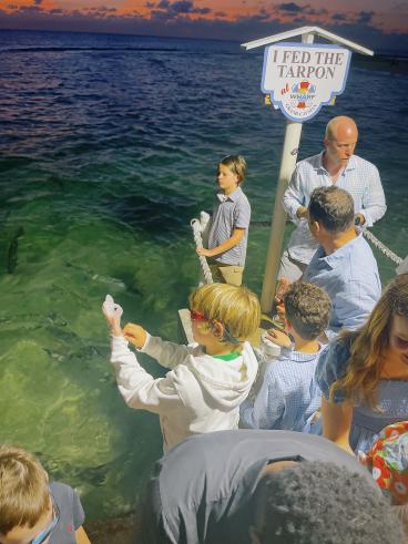 tarpon feeding